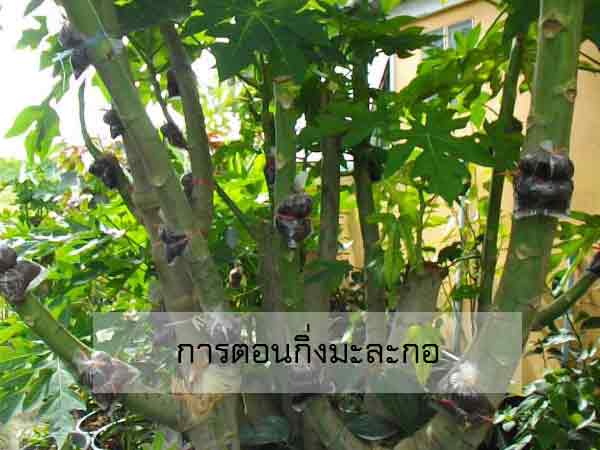การตอนกิ่งมะละกอ