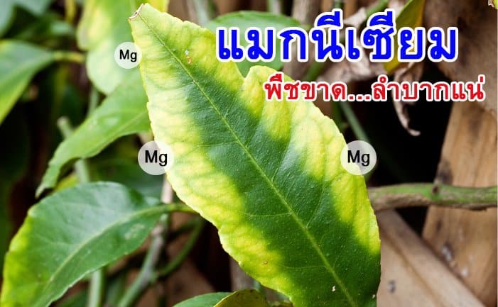 อาการของพืชที่ขาดธาตุแมกนีเซียม