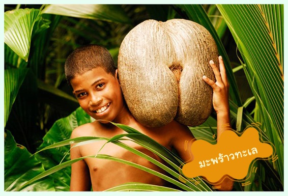 ทุกเรื่องของ มะพร้าวทะเล พืชที่ปลูกได้ในไทย