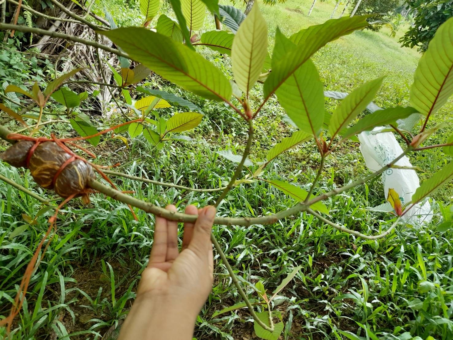 การขยายพันธุ์กระท่อมด้วยการตอนกิ่ง