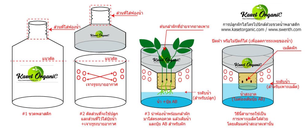 ปลูกผักไฮโดรโปนิกส์ ในขวดพลาสติก