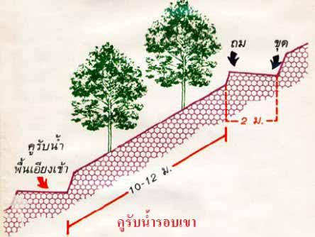 การปลูกพืชแบบขั้นบันได