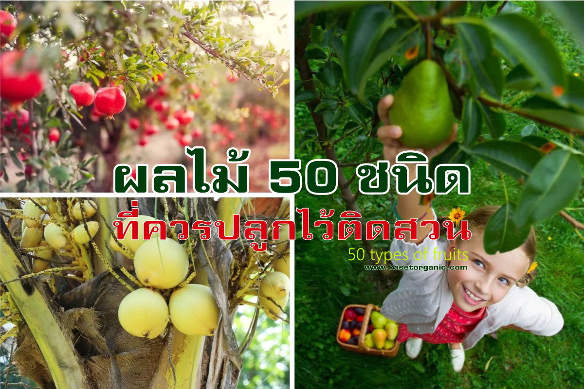 ไม้ผล 50 ชนิด ที่ควรปลูกไว้ติดสวน