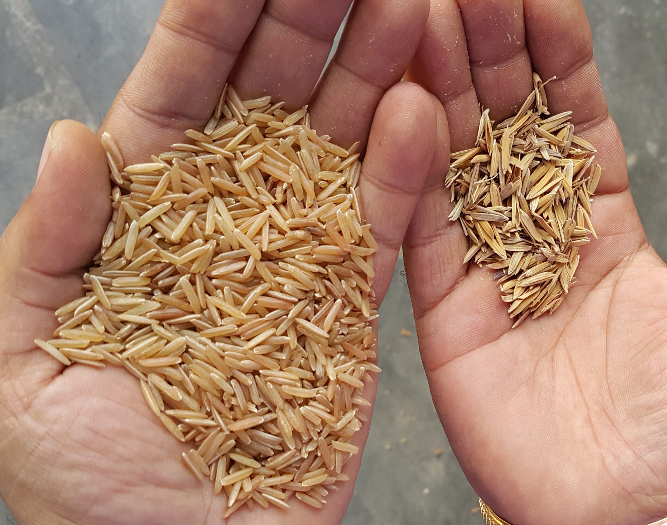 ข้าวบัสมาติ พันธุ์ข้าวหอม เมล็ดยาว ที่ปลูกกันมากในอินเดีย