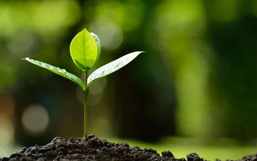 organic farming